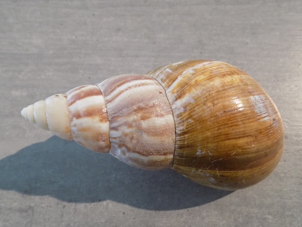 TERREST.ACHATINIDAE ACHATINA FULICA