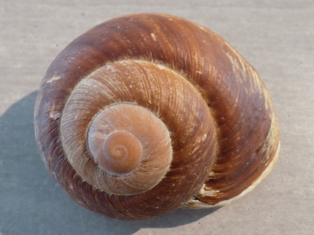 TERREST.CHRONIDAE LAMARKIELLA ZEUS