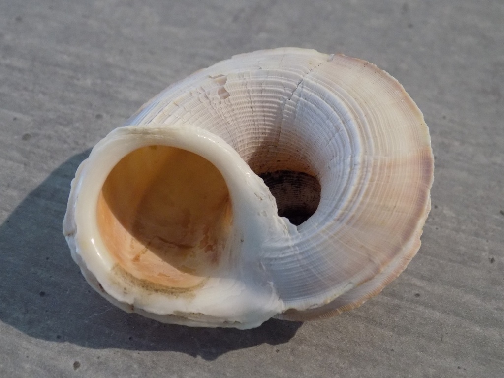 TERREST.POMATIIDAE TROPIDOPHORA CUVIERIANA 