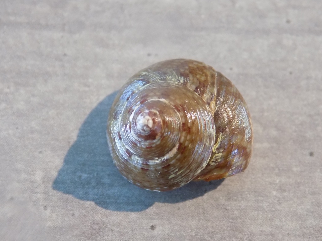 TROCHIDAE GIBBULA UMBILICARIS