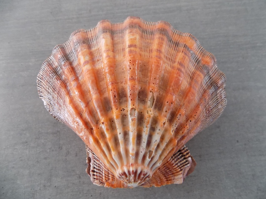 PECTINIDAE NODIPECTEN SUBNODOSUS