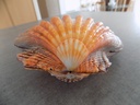 PECTINIDAE NODIPECTEN SUBNODOSUS