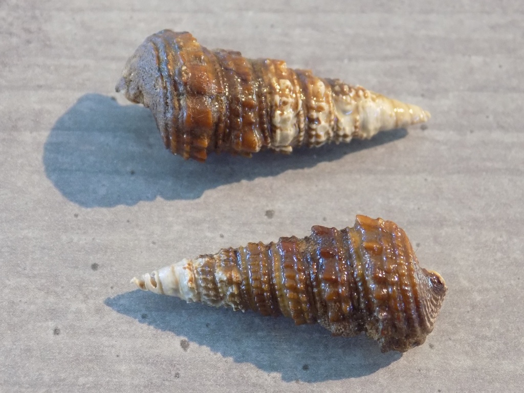 POTAMIDIDAE TYMPANOTONOS FUSCATUS f.RADULA lot 2u