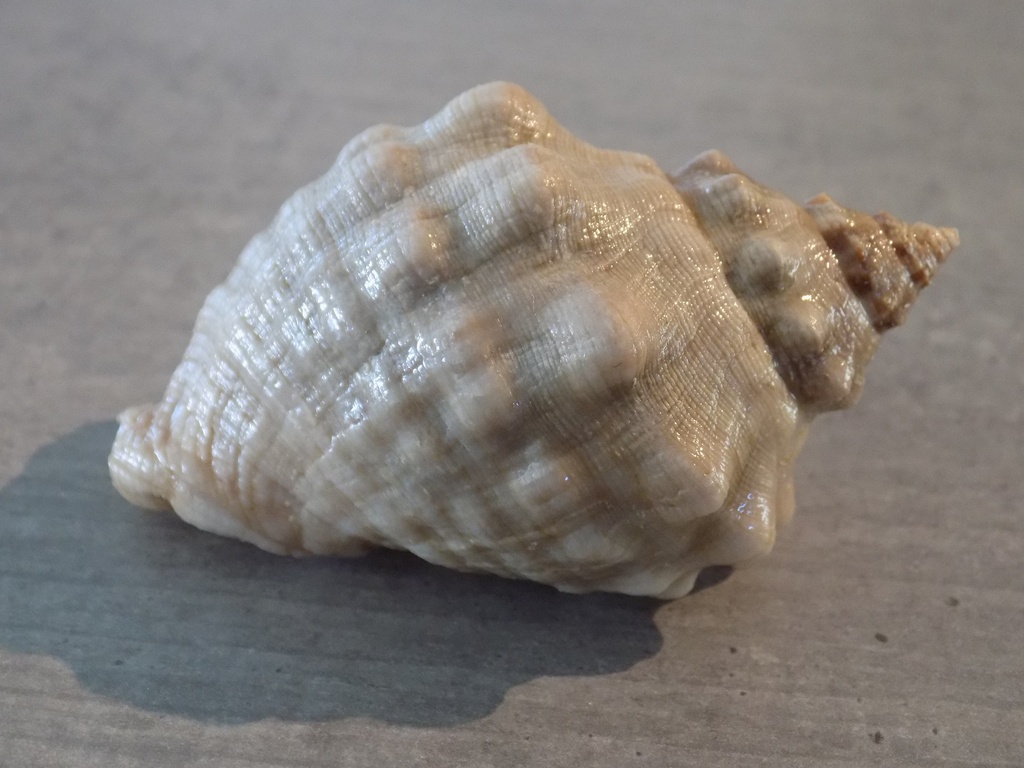 MURICIDAE STAMONITA HAEMASTOMA