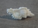 MURICIDAE CHICOREUS DENUDATUS Albinos