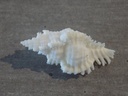 MURICIDAE CHICOREUS DENUDATUS Albinos