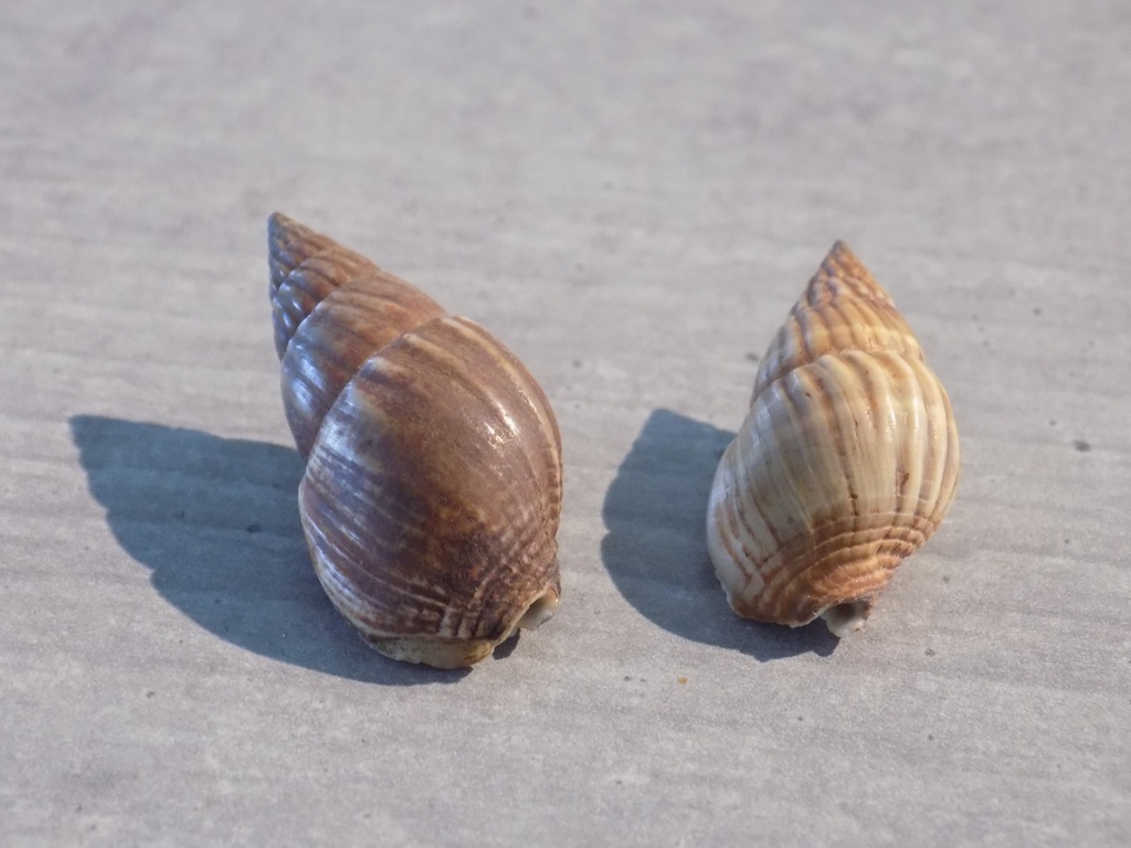 NASSARIIDAE NASSARIUS OLIVACEUS lot 2u