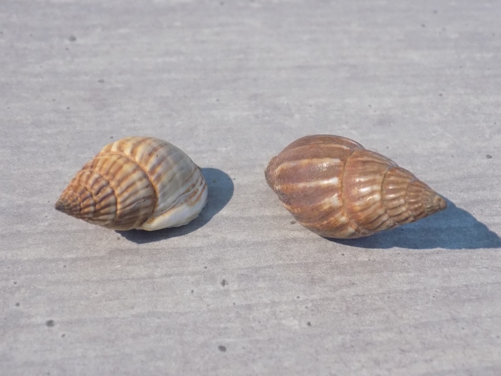 NASSARIIDAE NASSARIUS OLIVACEUS lot 2u