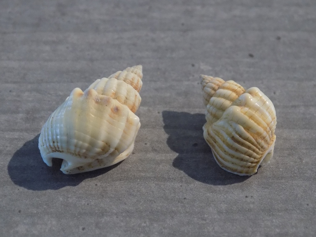 NASSARIIDAE NASSARIUS ARCULARIA PLICATUS lot 2u