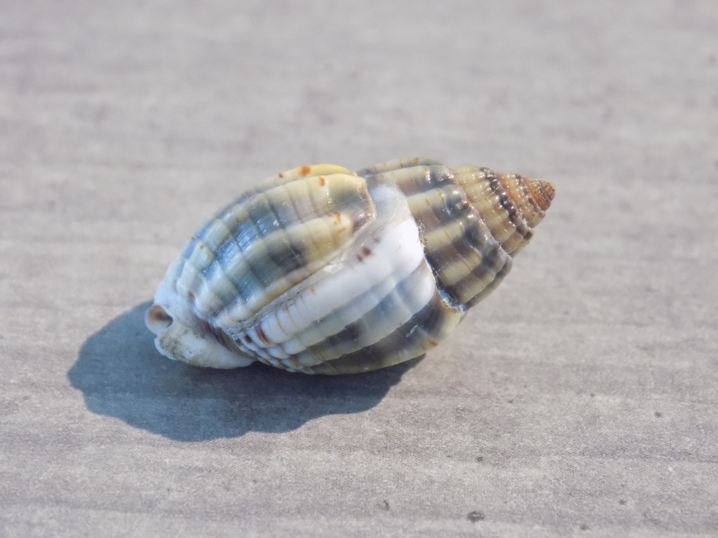 NASSARIIDAE NASSARIUS NITIDUS