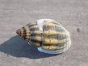 NASSARIIDAE NASSARIUS NITIDUS