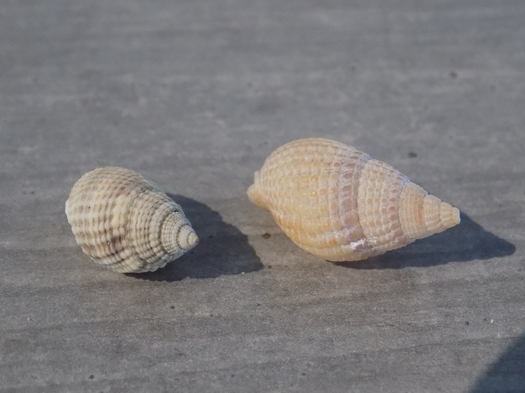 NASSARIIDAE NASSARIUS GEMMULIFERUS lot 2u