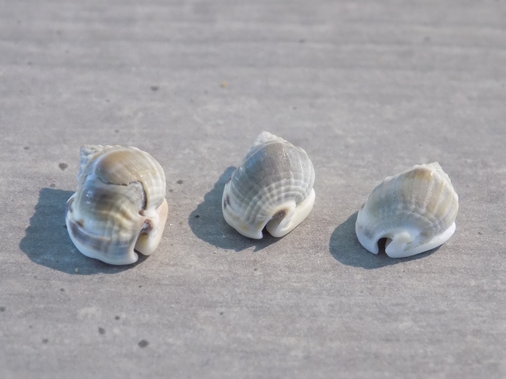 NASSARIIDAE NASSARIUS BIMACULOSUS lot 3u