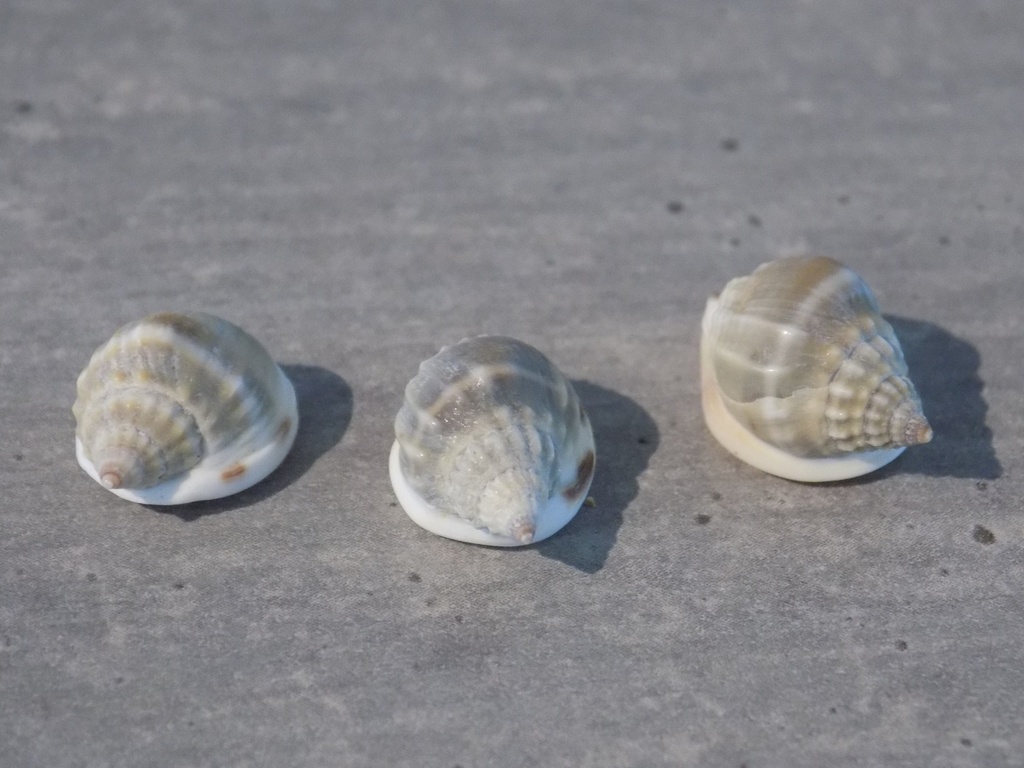 NASSARIIDAE NASSARIUS BIMACULOSUS lot 3u