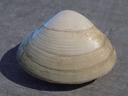 MACTRIDAE SPISULA SOLIDA