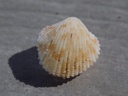 CARDITIDAE CARDITES CRASSICOSTA