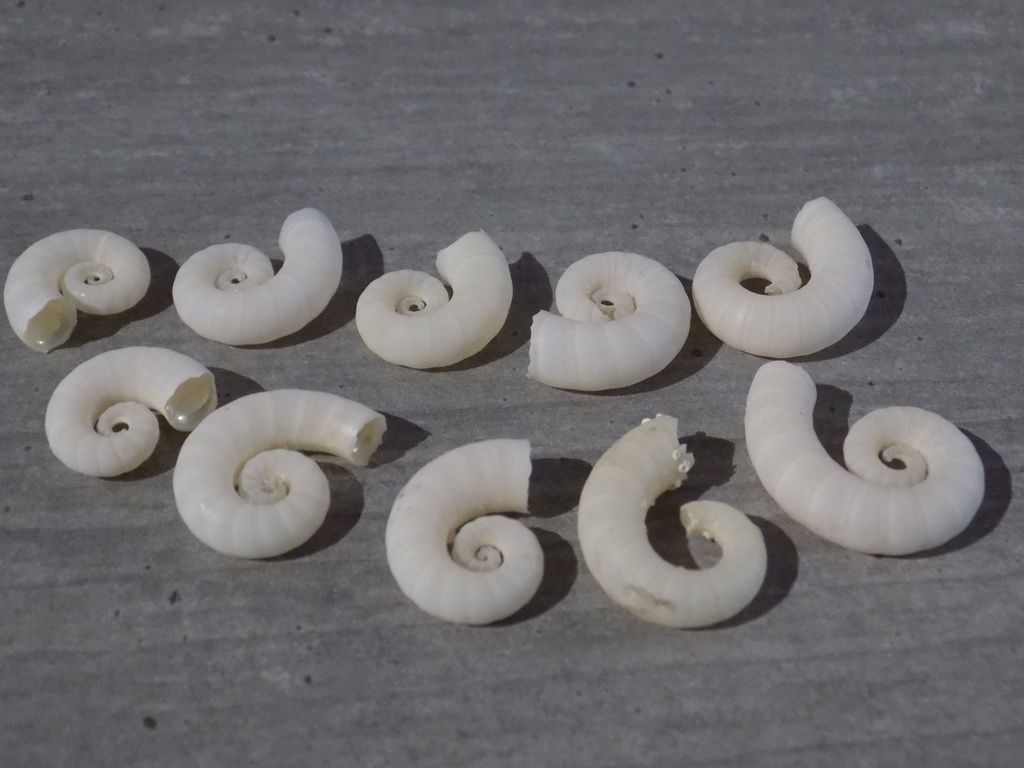 SPIRULIDAE SPIRULA SPIRULA lot 10u