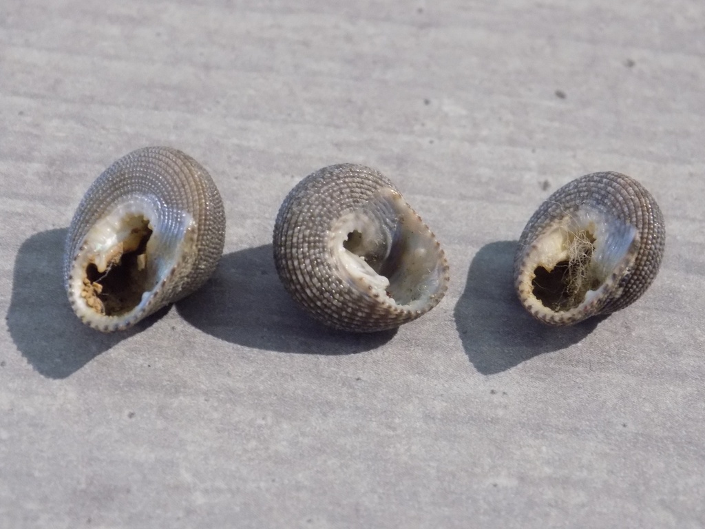 TROCHIDAE CLANCULUS MAURITIANUS lot 3u