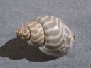 BABYNONIIDAE BABYLONIA FORMOSAE