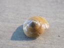 CALLIOSTOMATIDAE CALLIOSTOMA GLORIOSUM