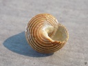 CALLIOSTOMATIDAE CALLIOSTOMA GLORIOSUM