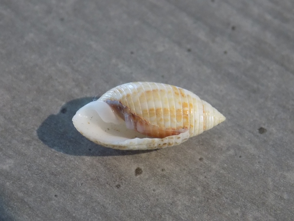 ACTEONIDAE PUPA SOLIDULA