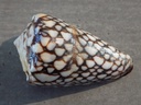 CONIDAE C.MARMOREUS f.NIGRESCENS