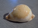 CYPRAEA UMBILIA ARMENIACA