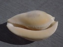 CYPRAEA UMBILIA ARMENIACA