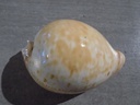 CYPRAEA UMBILIA ARMENIACA