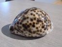 CYPRAEA TIGRIS TIGRIS XL