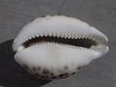 CYPRAEA TIGRIS TIGRIS XL