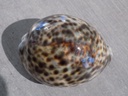 CYPRAEA TIGRIS TIGRIS XL