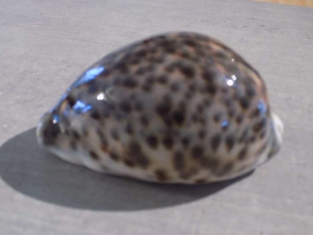 CYPRAEA TIGRIS TIGRIS XL