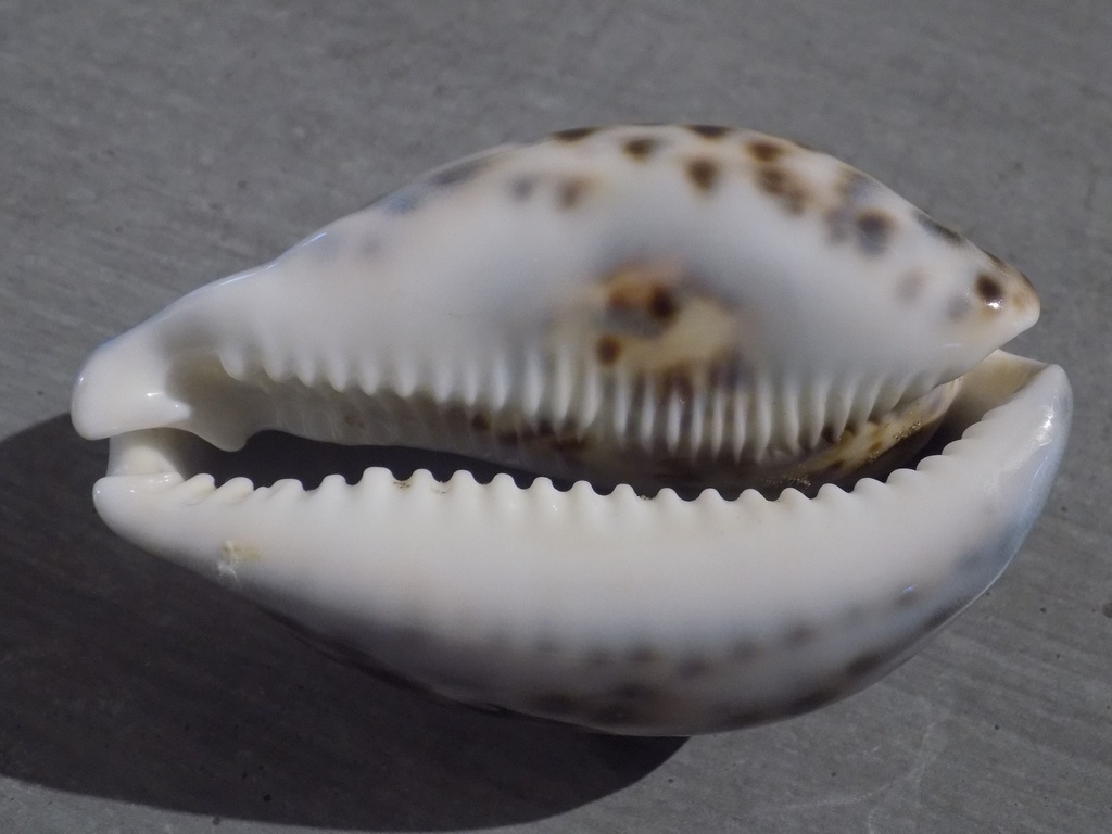 CYPRAEA TIGRIS TIGRIS XL