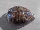 CYPRAEA TIGRIS TIGRIS XL