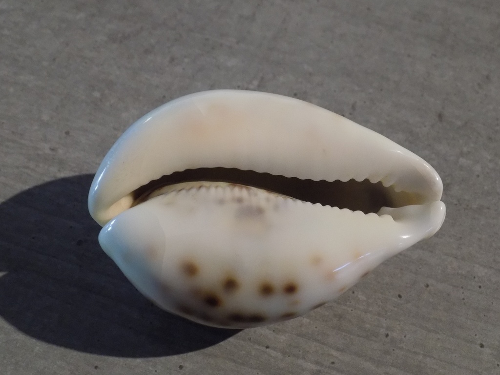 CYPRAEA TIGRIS F.LYNCICHROA XL