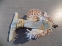 MALLEIDAE MALLEUS ALBUS + 3 SPONDYLUS extra