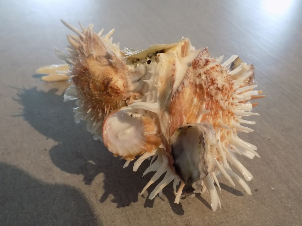 MALLEIDAE MALLEUS ALBUS + 3 SPONDYLUS extra