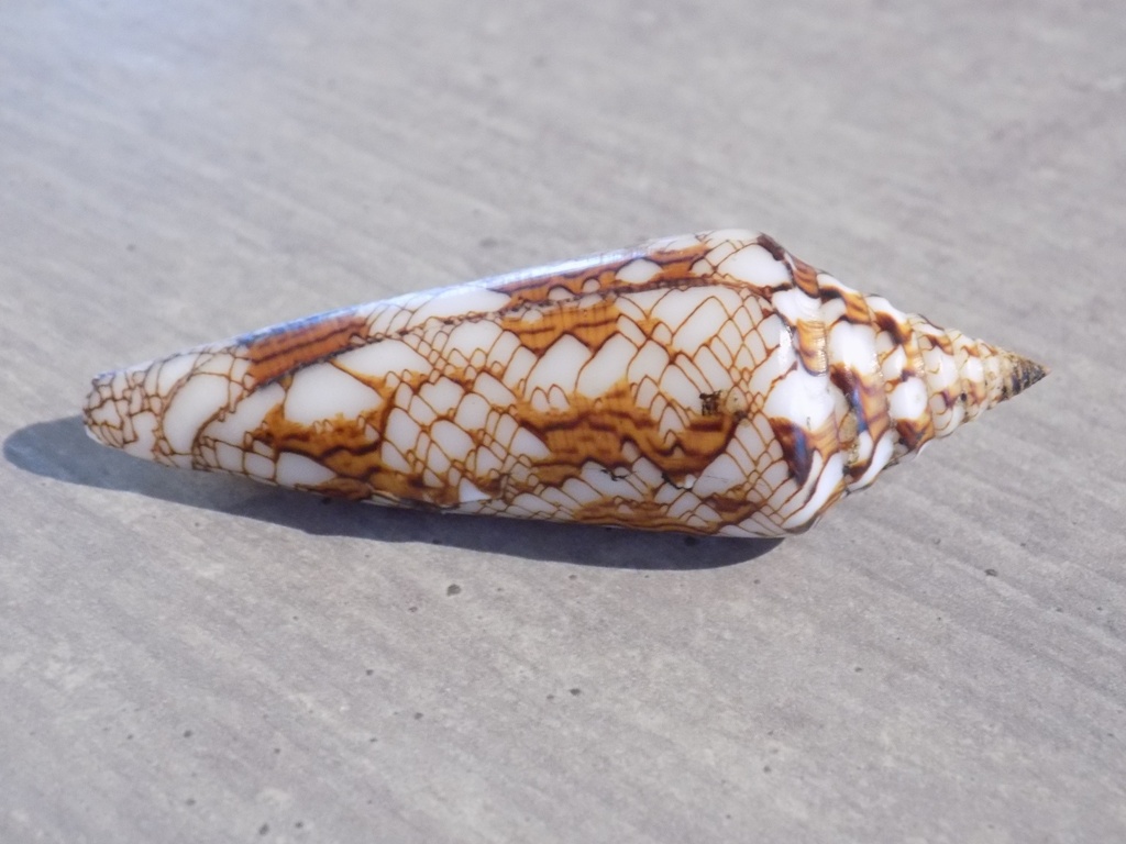 CONIDAE CYL.BENGALENSIS SUMBAWAENSIS XL