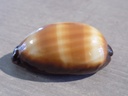 CYPRAEA TALPERIA TALPA TALPA