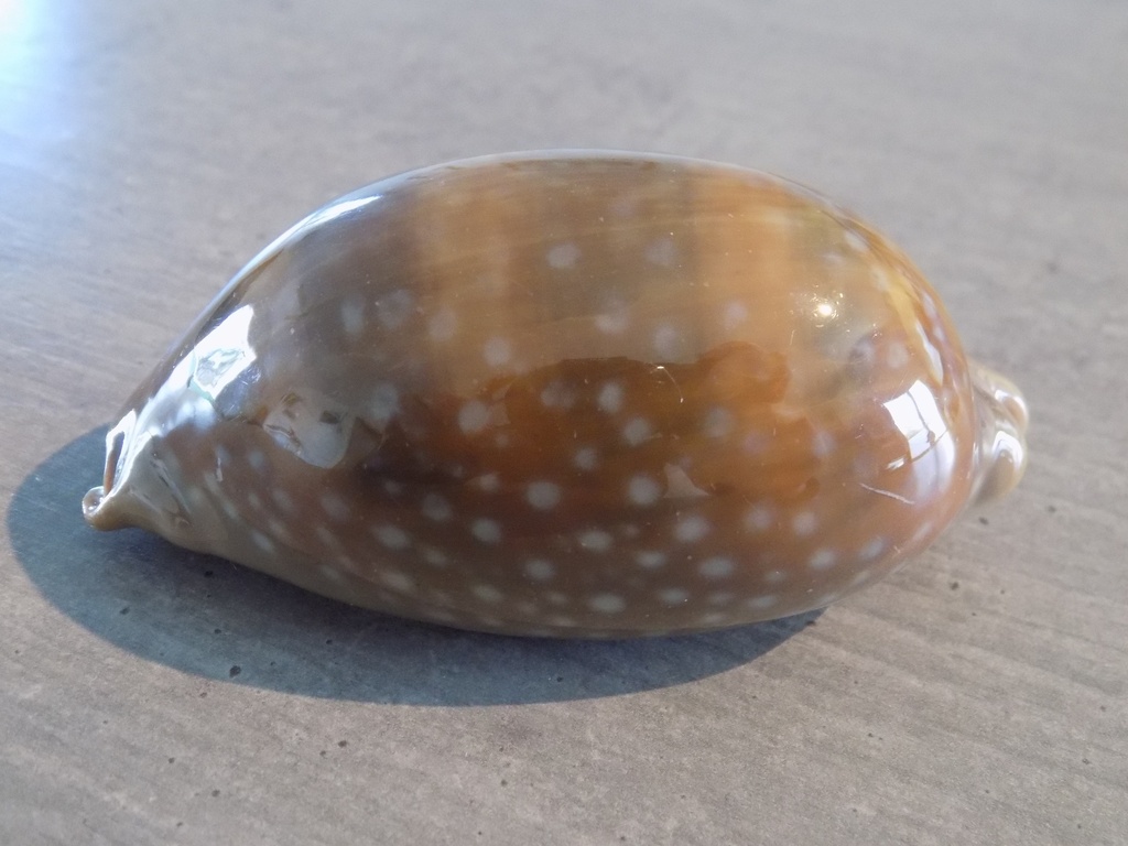 CYPRAEA MACROCYPRAEA CERVINETTA