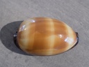 CYPRAEA TALPERIA TALPA TALPA