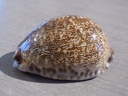 CYPRAEA M.ARABICA IMMANIS XL