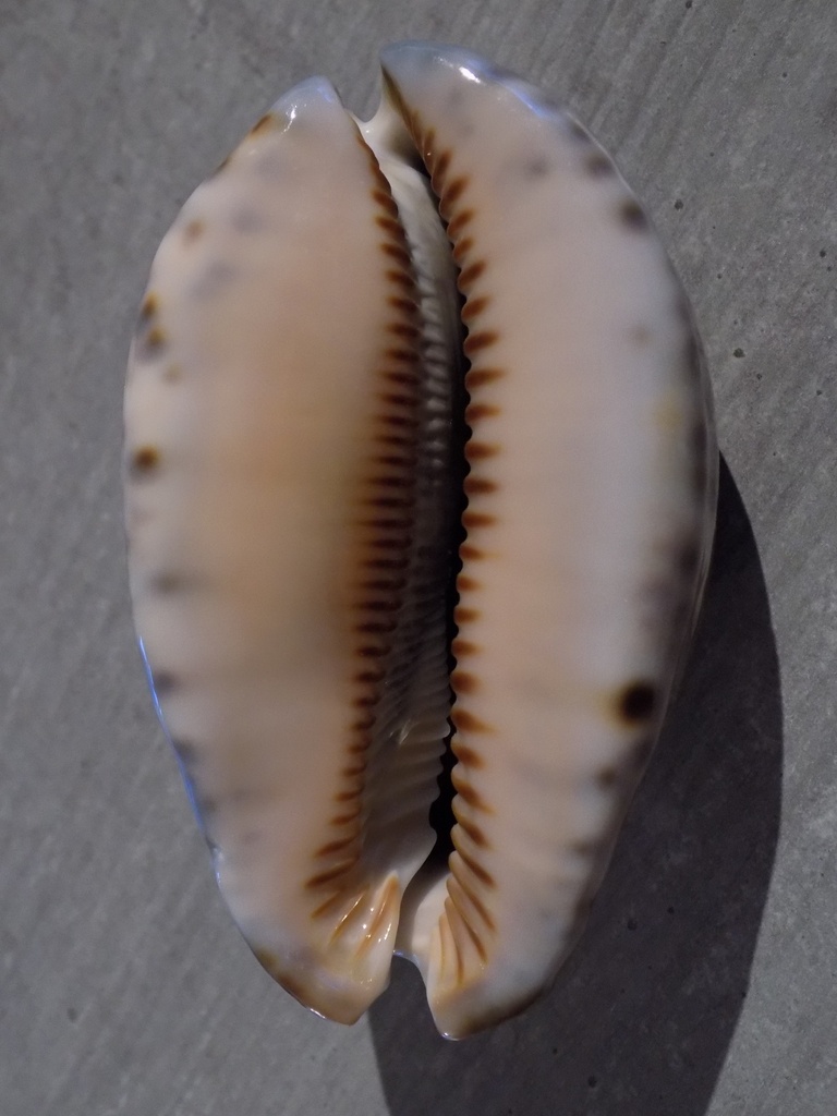 CYPRAEA M.ARABICA IMMANIS XL