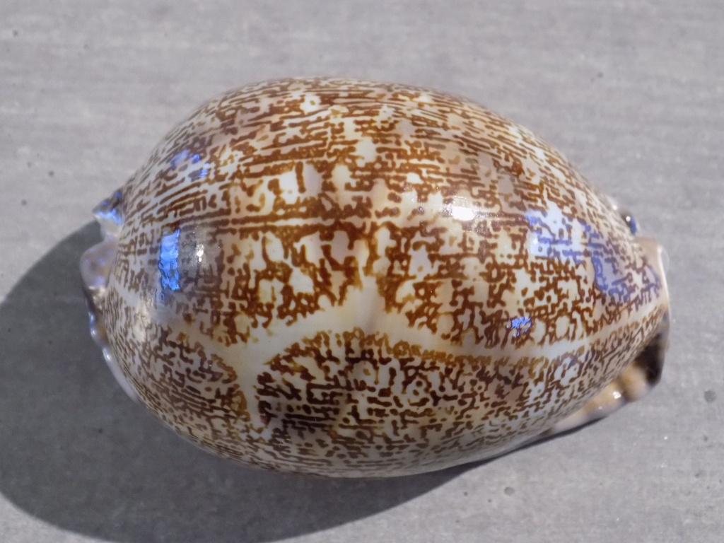 CYPRAEA M.ARABICA IMMANIS XL