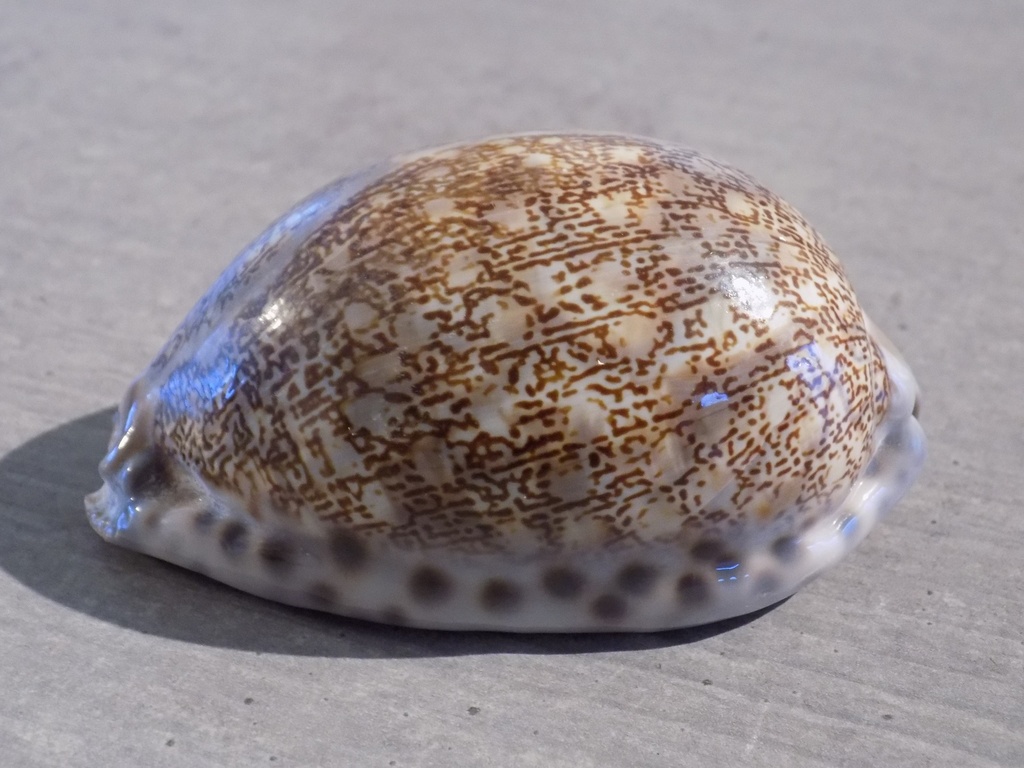 CYPRAEA M.ARABICA IMMANIS XL