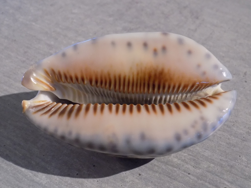 CYPRAEA M.ARABICA IMMANIS XL