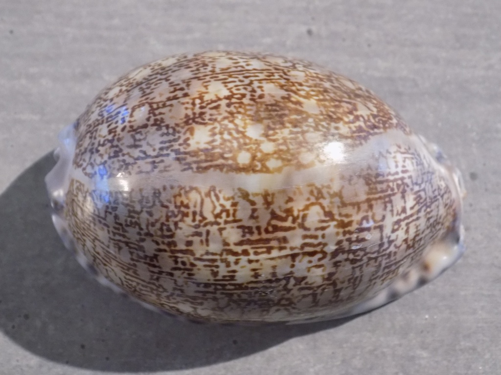 CYPRAEA M.ARABICA IMMANIS XL