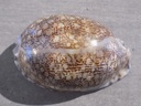 CYPRAEA M.ARABICA IMMANIS XL